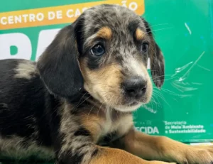 Shopping de Goiânia recebe feira de adoção de pets neste sábado (27)