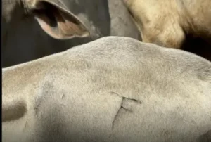 WhatsApp Image 2025 09 26 at 10.23.40