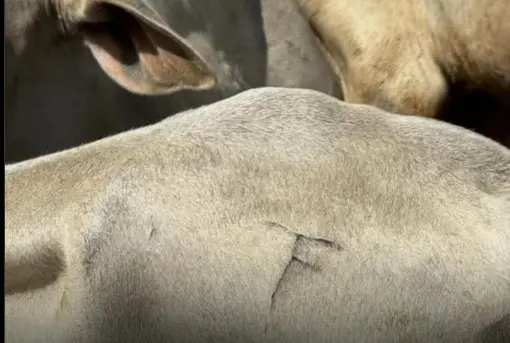 WhatsApp Image 2025 09 26 at 10.23.40