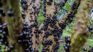 A jabuticaba se tornou a principal fonte de renda para muitas famílias hidrolandenses| Foto: Divulgação