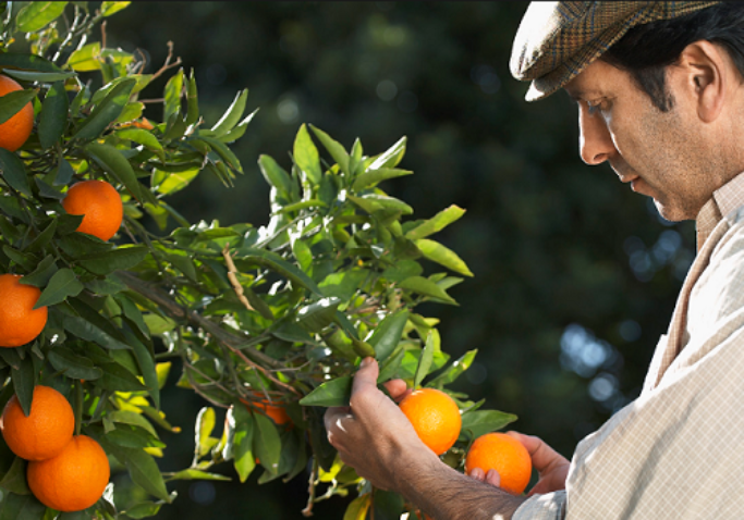 citricultor1