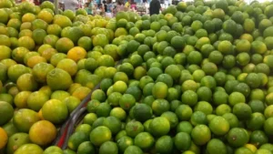 limao tem substancias que podem combater a covid 19 descobrem pesquisadores cearenses limao divulgacao agencia dn