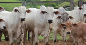 pecuaria no brasil facebook