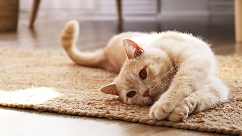 pets felinos 2 1024x576 1