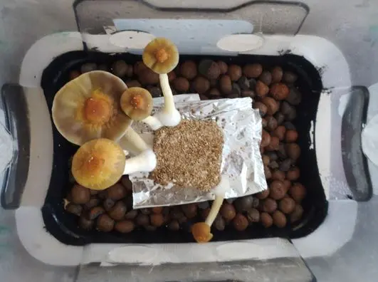 pf tek cogumelos mgicos