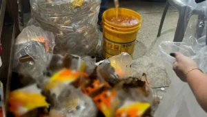 Material apreendido será periciado para verificar a presença de metanol nas bebidas