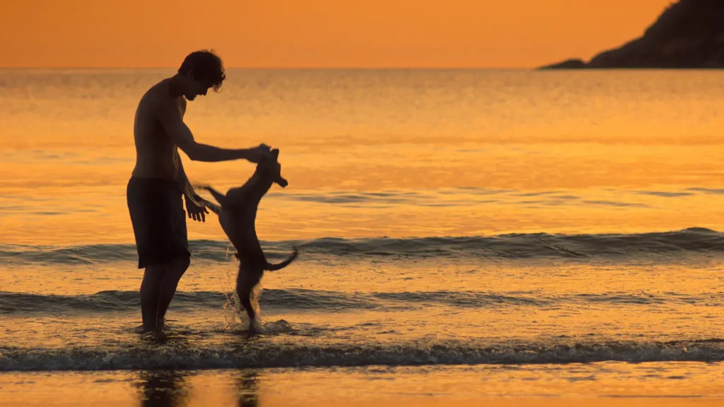 Vira-lata brasileiro ganha protagonismo em “Caramelo”, novo sucesso da Netflix 2 CAR u 01 35 43 23 R