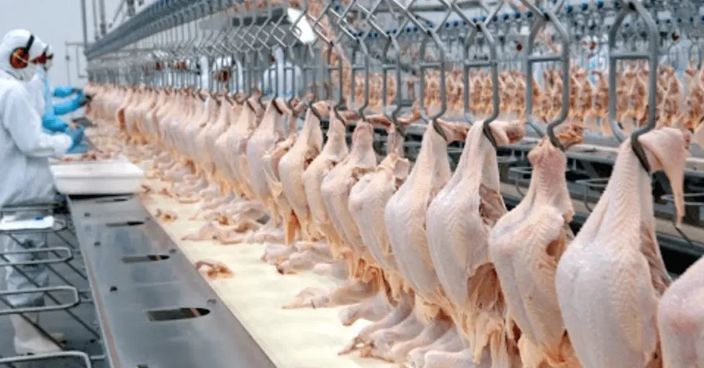 Frango aves abate frigorifico Foto AEN Parana