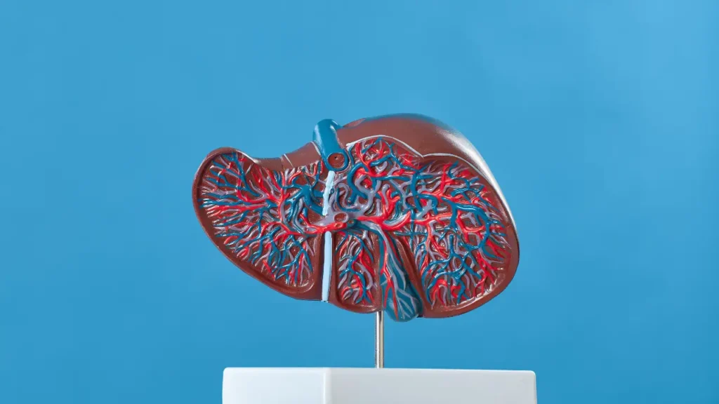 Número de casos de câncer de fígado deve quase dobrar até 2050, alertam pesquisadores 2 IMAGENS 2025 10 21T210549.656