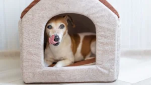 Roer, chorar ou se esconder demais pode ser sinal de ansiedade.| foto: reprodução/canva