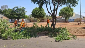 Equipes da Comurg realizam poda preventiva de árvores na região Oeste| foto: divulgação