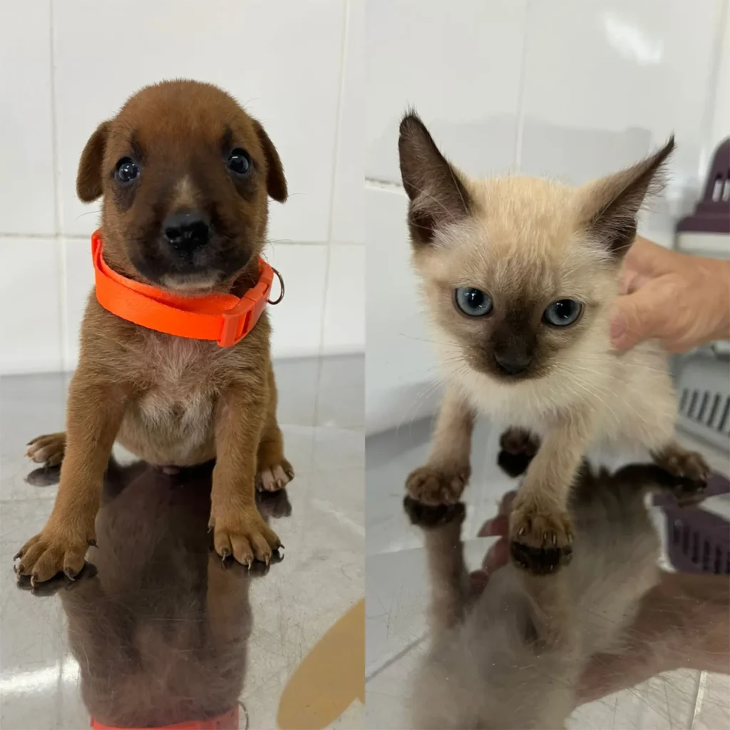 Feira de Adoção Responsável de Animais será realizada neste sábado (1) em Aparecida 2 Animais