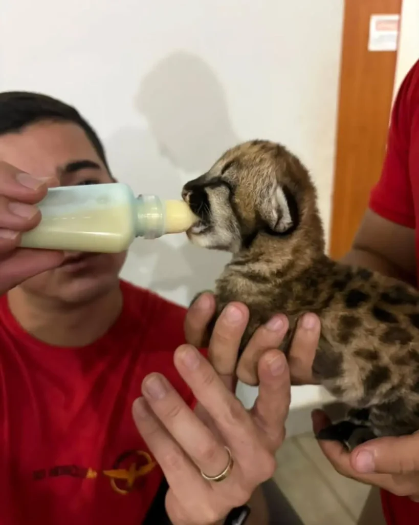 Filhotes de onça-parda são resgatados após serem encontrados sozinhos em fazenda de Quirinópolis 2 Filhotes