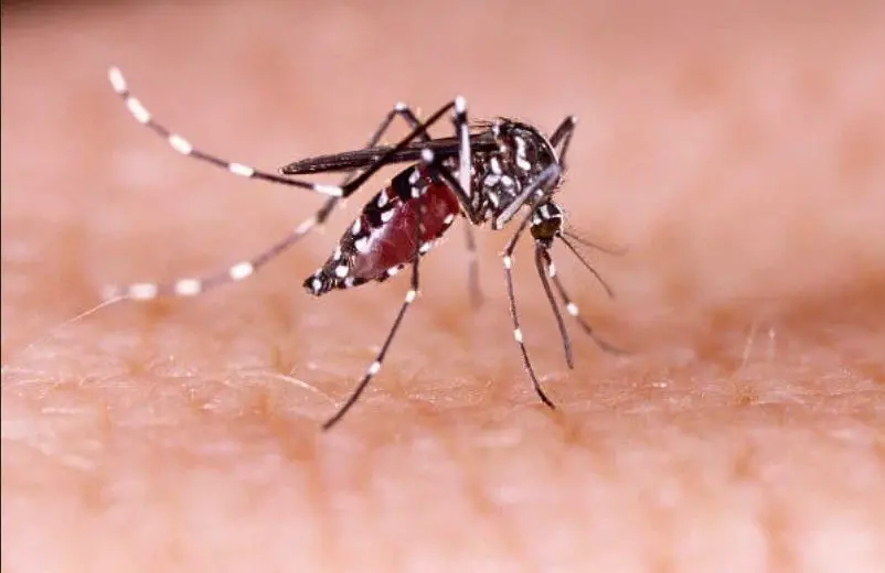 dengue