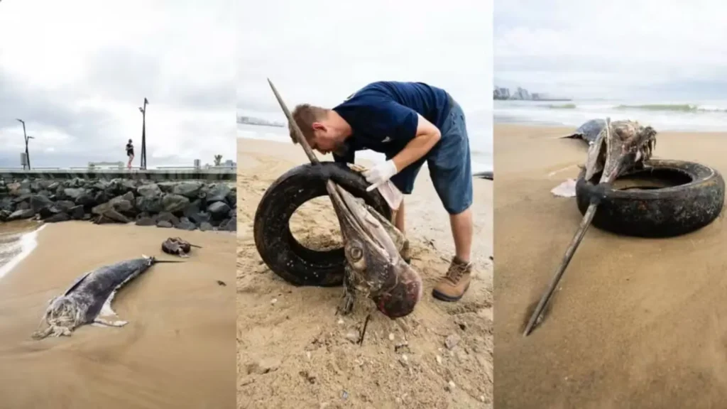 Marlim-azul é um dos maiores peixes de bico do mundo.| foto: reprodução/redes sociais