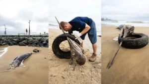 Marlim-azul é um dos maiores peixes de bico do mundo.| foto: reprodução/redes sociais