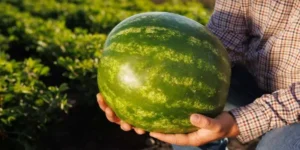 producao de melancia goias 750x375 1