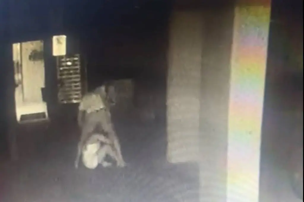 Empresário é preso em São Paulo suspeito de feminicídio após morte da esposa no 10º andar 3 Empresário