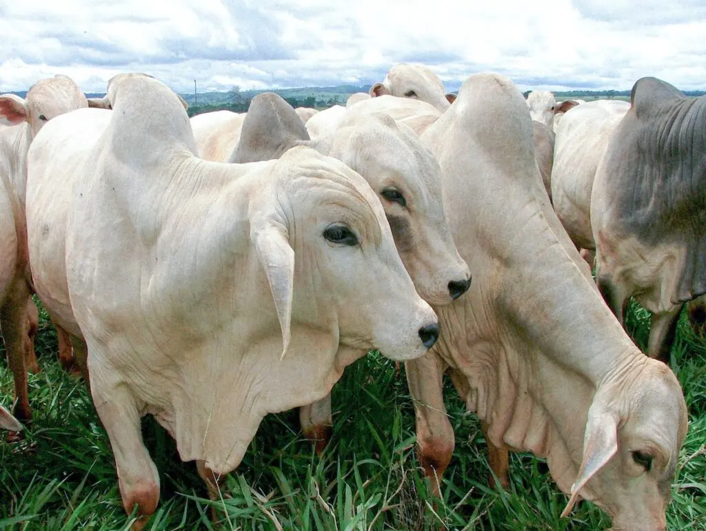 Declaração de Rebanho