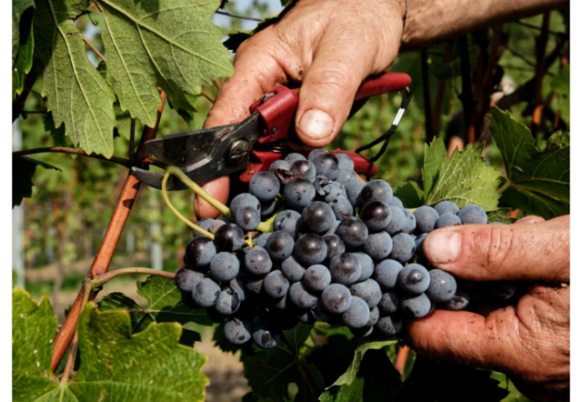 Goiás é o 4º estado mais premiado do Brasil na produção de vinhos em 2025 3 720x720 wine industry