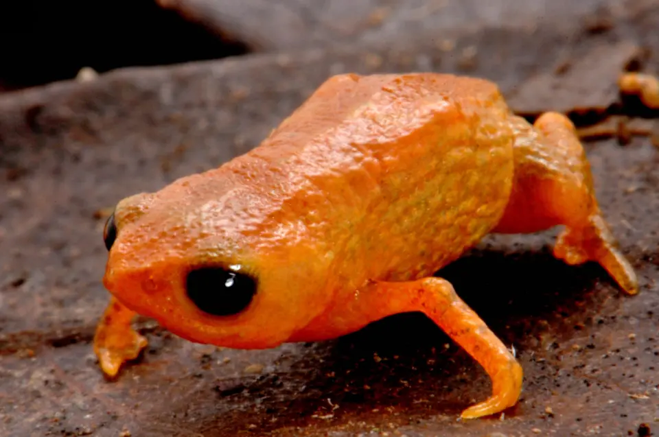 Conheça a nova espécie de sapo descoberta no Brasil que recebeu nome em homenagem ao presidente Lula 2 sapo