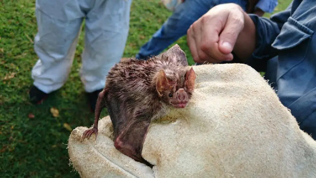 Aumento de casos de raiva bovina acende alerta sanitário em Goiás 2 Raiva dos herbivoros Indea01