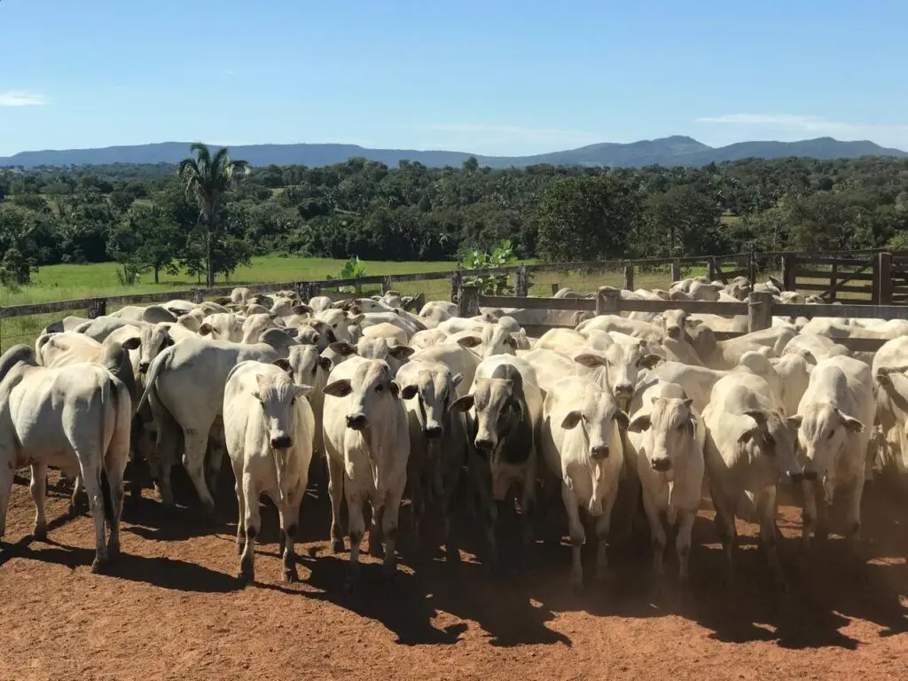 Rebanho Credito Bruno Rodrigues 1024x768 1