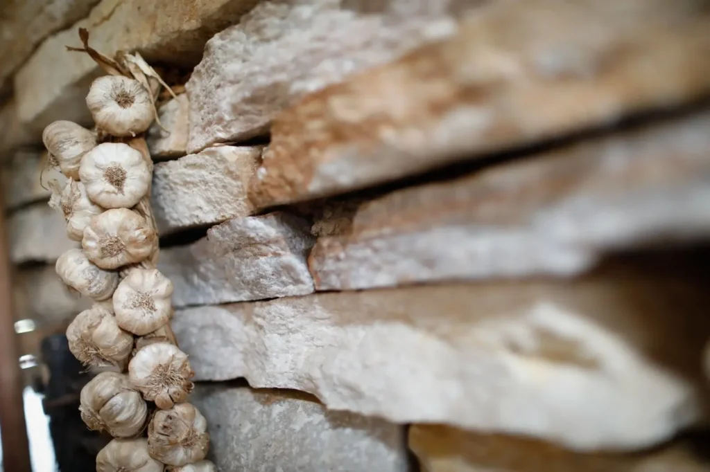 Produção de alho em Goiás tem um aumento de 210% na última década 2 Alho