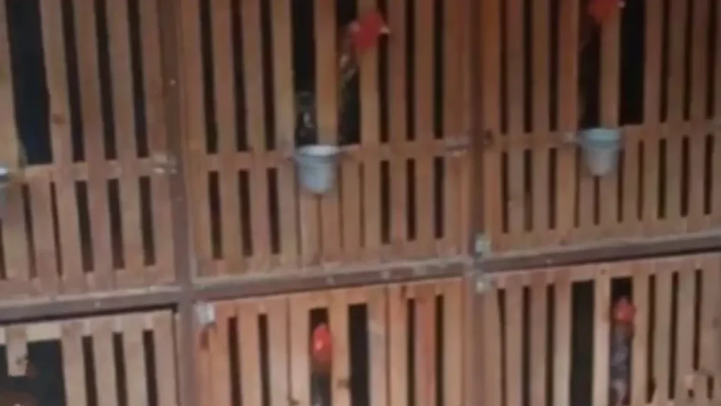 galo x rinha 1200x675 2