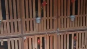 galo x rinha 1200x675 2