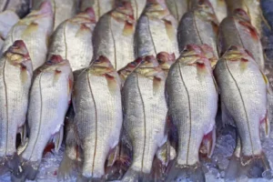 peixes