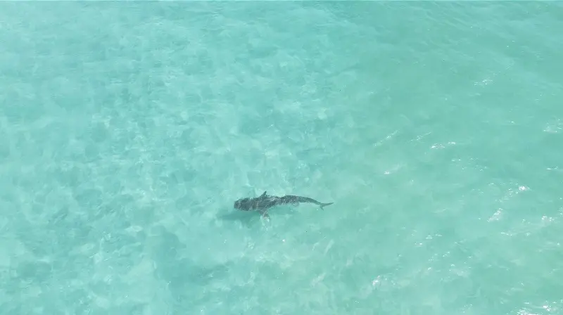 tubarao tigre praia sueste