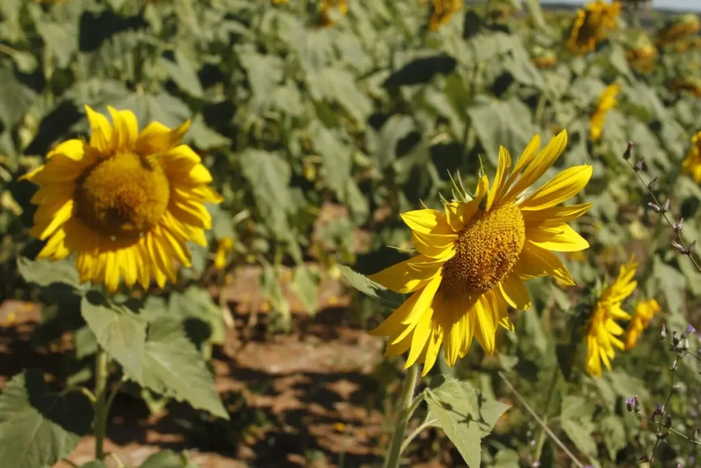 Agro goiano fecha 2025 com recordes e consolida liderança nacional 3 17 3 NEGOCIOS 3