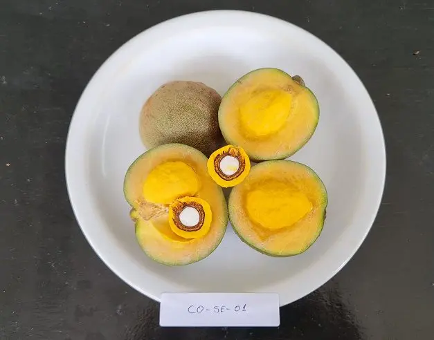 221108 LancamentoPequi Ailton Pereira Cultivar 101 b 1