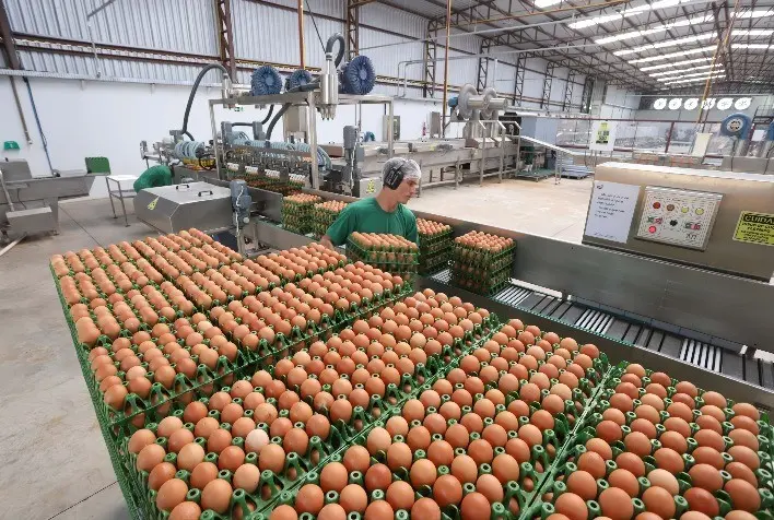 Consumo interno e exportações impulsionam mercado de ovos em Goiás em 2026 2 677bee079b854