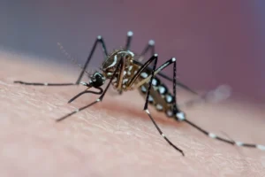 dengue