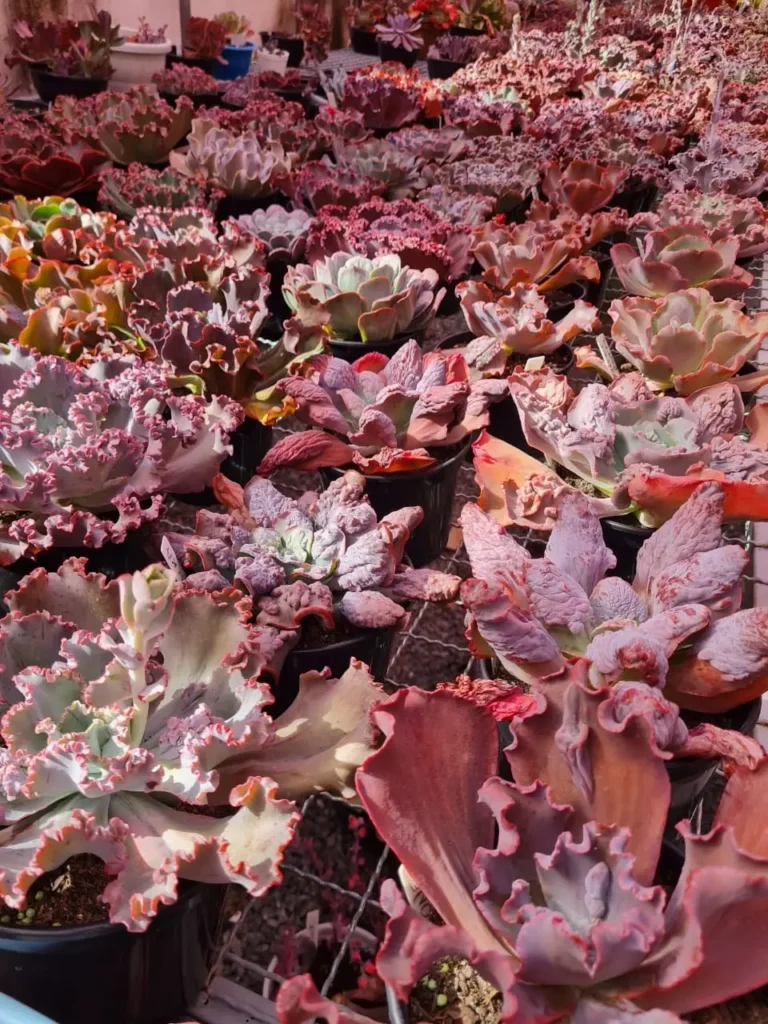 Shopping no Centro de Goiânia promove bazar de plantas a partir de R$ 10 2 plantas