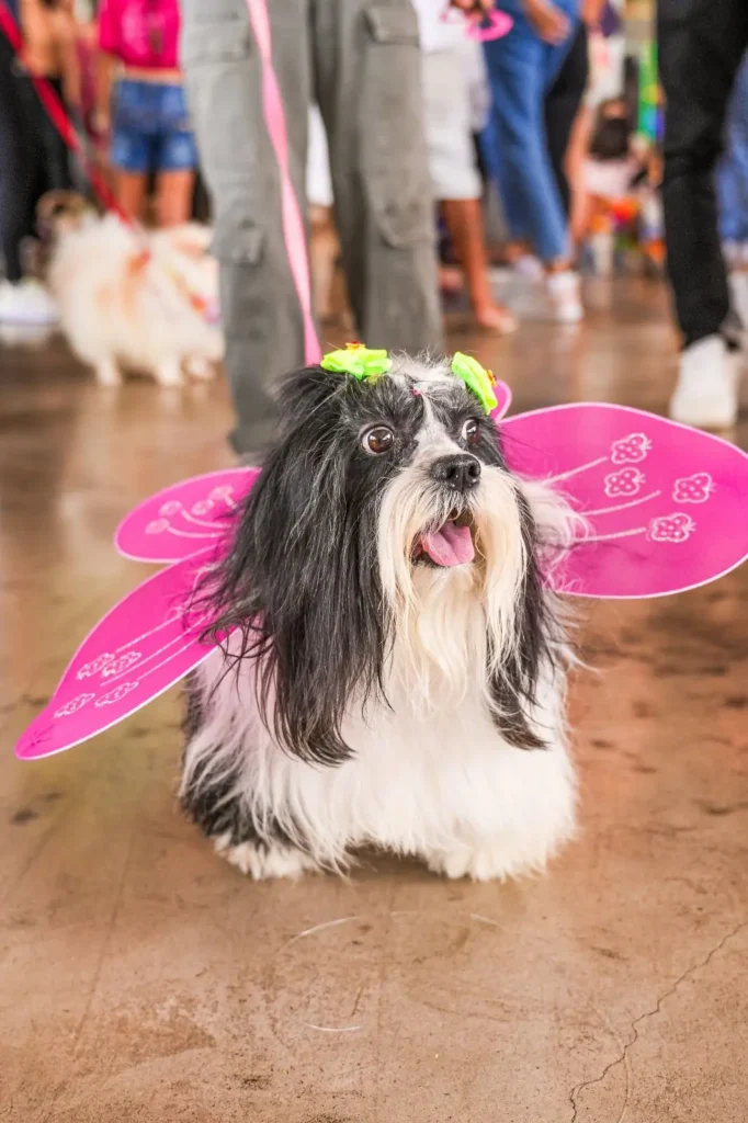 Clubinho BloCÃO abre Carnaval pet com desfile e feira de adoção em Goiânia 2 clubinho do blocão