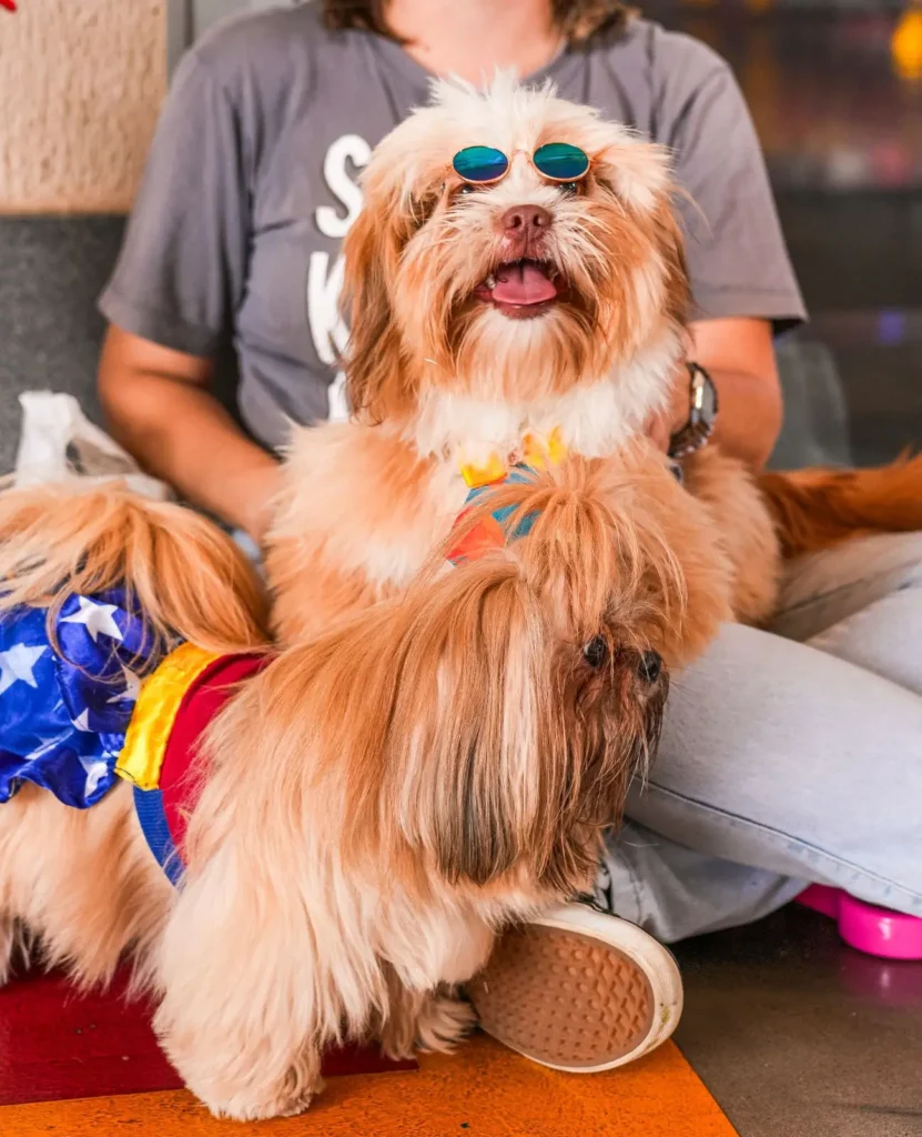 Clubinho BloCÃO abre Carnaval pet com desfile e feira de adoção em Goiânia 3 clubinho do blocão