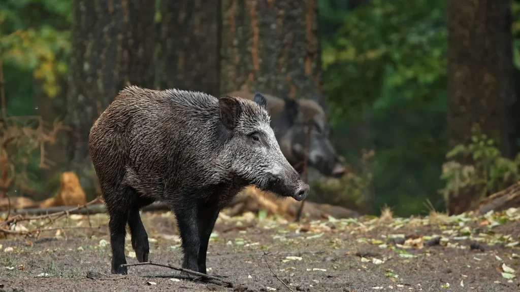 java destaqeu CC BY NC ND 2.0 Nathalie Hausser