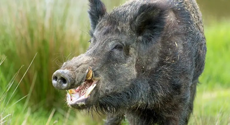 motivos para cacar javali no brasil