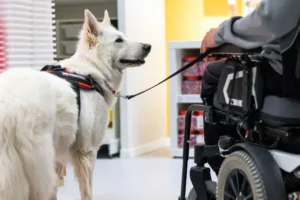 cão de assistência
