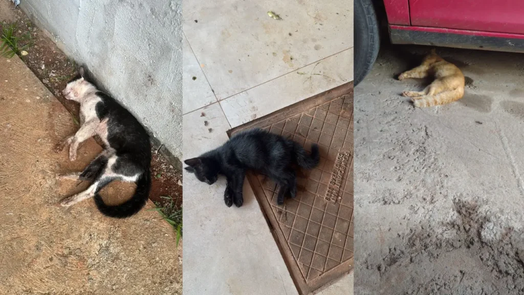 Maus-tratos envenenamento