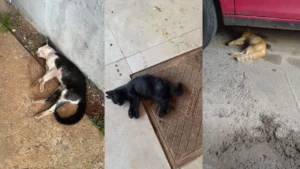 Maus-tratos envenenamento