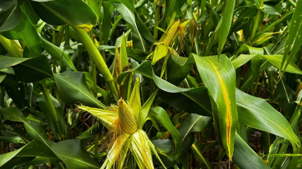 4 abre Safra de graos em Goias Foto Lucas Eugenio Seapa