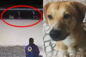 Vídeo flagra adolescentes tentando afogar cão na Praia Brava, em Florianópolis