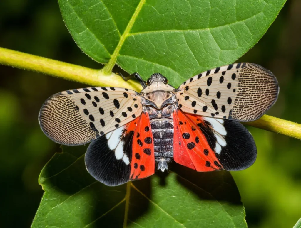 Rastreando a propagacao da mosca lanterna manchada um invasor bem sucedido