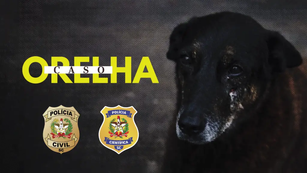 TELA CASO ORELHA 2 1024x576 1