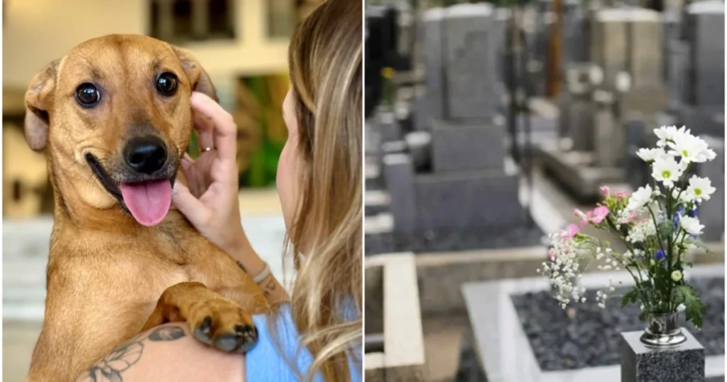 sepultamento de animais domésticos