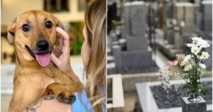 sepultamento de animais domésticos